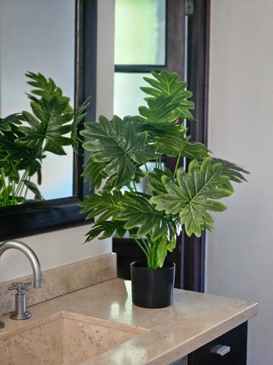 Planta Philodendron 70cm