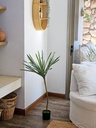 Planta Song of India 100cm