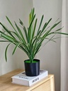 Planta limon 45cm