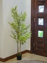Planta Jamaica 150cm