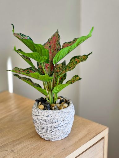 Planta Tricolor