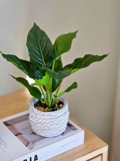 Planta Green Princess