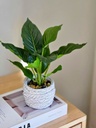 Planta Green Princess