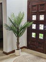 Planta Palmera con maceta 150cm