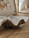 ADORNO KEY WEST SHELL